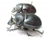 Heliocopris eryx, pair  Cote d'Ivoire - INSECTS-STORE.RU