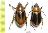 Cyclocephala sp., pair  Panama - INSECTS-STORE.RU