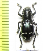 Mimacronia novemmaculata  Philippines - INSECTS-STORE.RU