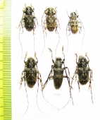 Cerambycidae sp.  Indonesia, Kalimantan - INSECTS-STORE.RU