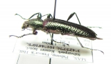 Gigantopigeus sp.  Malaysia - INSECTS-STORE.RU