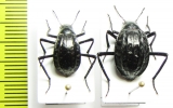 Adesmia gebleri, pair  Kazakhstan - INSECTS-STORE.RU