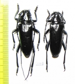 Stenaspis solitaria, pair  USA - INSECTS-STORE.RU
