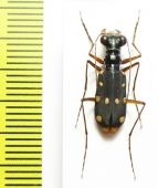 Thopeutica diana  Indonesia, Sulawesi - INSECTS-STORE.RU