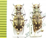 Cicindela hirticollis, pair  USA - INSECTS-STORE.RU