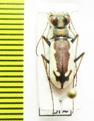 Cephalota schrenki  Kazakhstan - INSECTS-STORE.RU