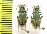 Cylindera obliquefasciata, pair  Kirgizstan - INSECTS-STORE.RU