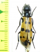 Meloidae sp.  Russia, Tuva reg. - INSECTS-STORE.RU