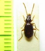 Duvalius proceroides  Romania - INSECTS-STORE.RU