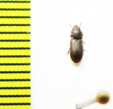 Trogossitidae sp.  Argentina - INSECTS-STORE.RU