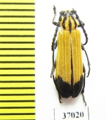 Cerambycidae sp.  South Africa Rep. - INSECTS-STORE.RU