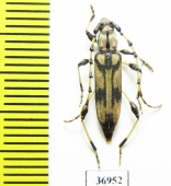 Cerambycidae sp.  South Africa Rep. - INSECTS-STORE.RU