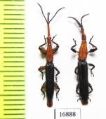 Brentidae sp.  Indonesia, Papua - INSECTS-STORE.RU