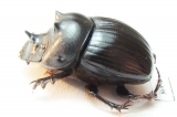 Catharsius sp.  Zambia - INSECTS-STORE.RU