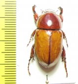 Cyclocephala sp.  Peru - INSECTS-STORE.RU