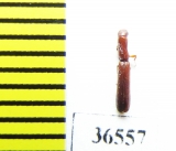 Zopheridae sp.  Peru - INSECTS-STORE.RU