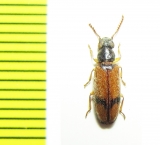 Polypria sp.  Peru - INSECTS-STORE.RU