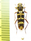 Xylotrechus sp.  Indonesia, Papua - INSECTS-STORE.RU