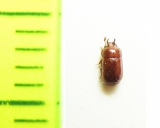 Pentaphyllus ensifera  Cambodia - INSECTS-STORE.RU