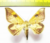 Noctuidae sp.  Malaysia - INSECTS-STORE.RU