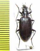 Carabidae sp.  Solomon isls. - INSECTS-STORE.RU