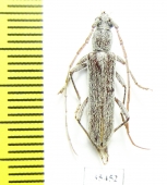 Cerambycidae sp.  Mexico - INSECTS-STORE.RU