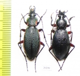 Carabus (Morphocarabus) hummeli ssp., pair  Russia, Far East - INSECTS-STORE.RU