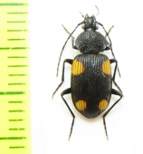 Carabidae sp.  Vietnam - INSECTS-STORE.RU