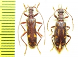 Xylosteus caucasicola, pair  Russia, Krasnodar reg. - INSECTS-STORE.RU