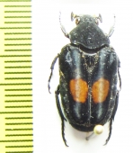 Taeniodera fenestrata  Malaysia - INSECTS-STORE.RU