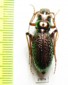 Megacephala apicespinosa, female  Zambia - INSECTS-STORE.RU