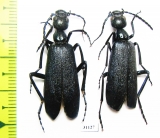 Cyaneolytta sp.  Namibia - INSECTS-STORE.RU