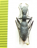 Pogonostoma sp.  Madagascar - INSECTS-STORE.RU