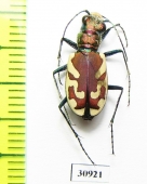 Cicindela lengi  USA - INSECTS-STORE.RU