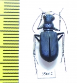 Cicindela coerulea  Kazakhstan - INSECTS-STORE.RU