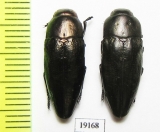 Sphenoptera glabrata  Iran, Lorestan prov. - INSECTS-STORE.RU