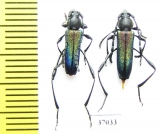 Cerambycidae sp., pair  South Africa Rep. - INSECTS-STORE.RU