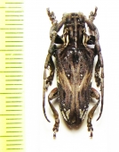 Mallonia australis  Zambia - INSECTS-STORE.RU