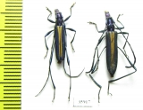 Cerambycidae sp., pair  Tanzania - INSECTS-STORE.RU