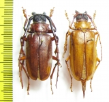 Dorysthenes sp., pair  Korea - INSECTS-STORE.RU