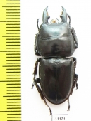 Dorcus sp.  Indonesia, Java - INSECTS-STORE.RU