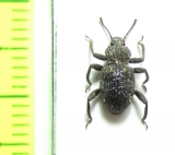 Zopheridae sp.  Indonesia, Sumatra - INSECTS-STORE.RU