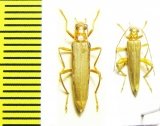 Oedemera flavicans, pair  Greece - INSECTS-STORE.RU