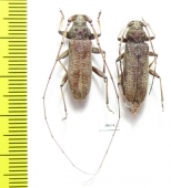 Cerambycidae sp., pair  Thailand - INSECTS-STORE.RU