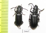 Carabidae sp.  Indonesia, Kalimantan - INSECTS-STORE.RU