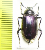 Tenebrionidae sp.  Thailand - INSECTS-STORE.RU