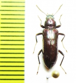 Tenebrionidae sp.  Malaysia - INSECTS-STORE.RU