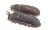 Cryphaeus amurensis, pair  Russia, Far East - INSECTS-STORE.RU