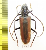 Cerambycidae sp.  Ecuador - INSECTS-STORE.RU