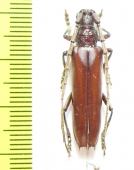 Cerambycidae sp.  Brasilia - INSECTS-STORE.RU